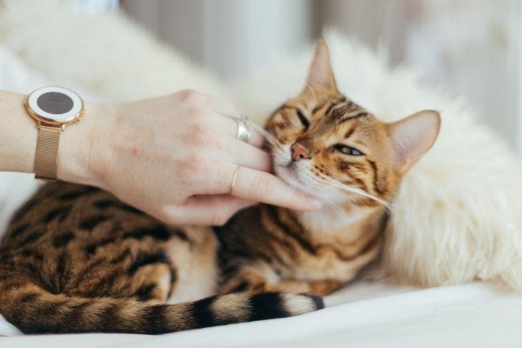 Benarkah Bulu Kucing Bahaya Bagi Anak Ibu Hamil