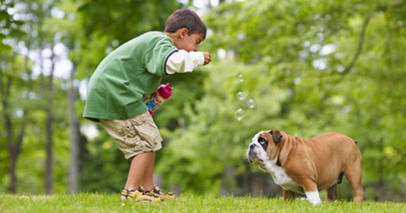 7. Melarang anak bermain luar rumah berinteraksi hewan