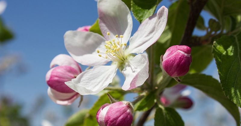 20. Bunga apple blossom