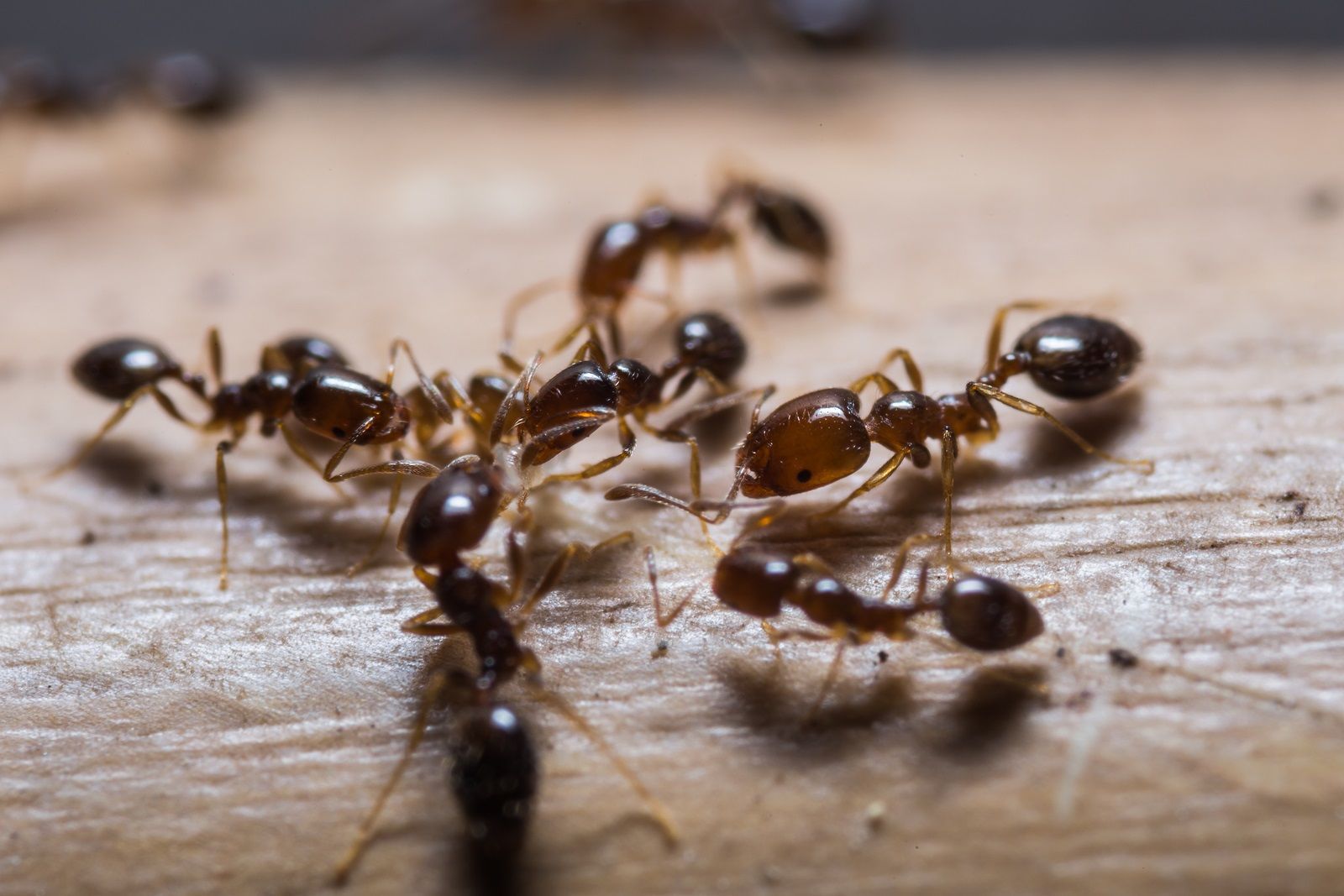6 Cara Mengusir Semut Bahan Alami