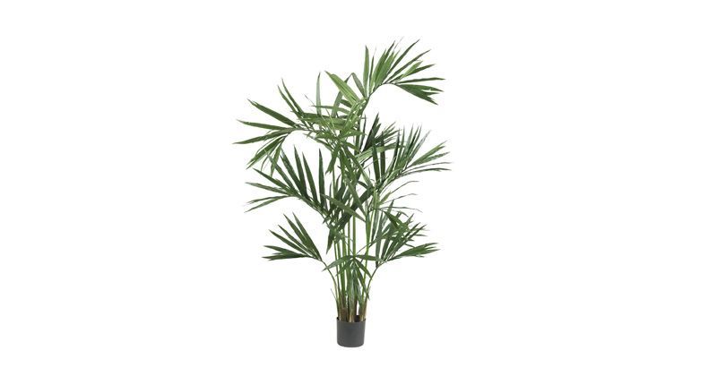 3. Kentia palm (Howea forsteriana) jadi tanaman hias kuat