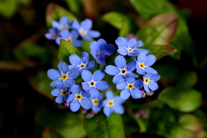 2. Forget-me-not Flower