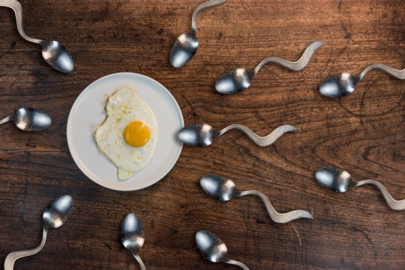 6. Dari jutaan sperma, ha 1 bisa menembus telur sudah berovulasi