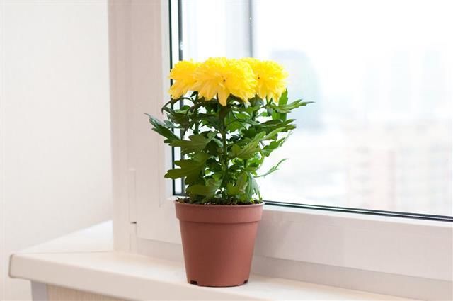 2. Chrysanthemum atau bunga krisan sangat cantik ruang tamu