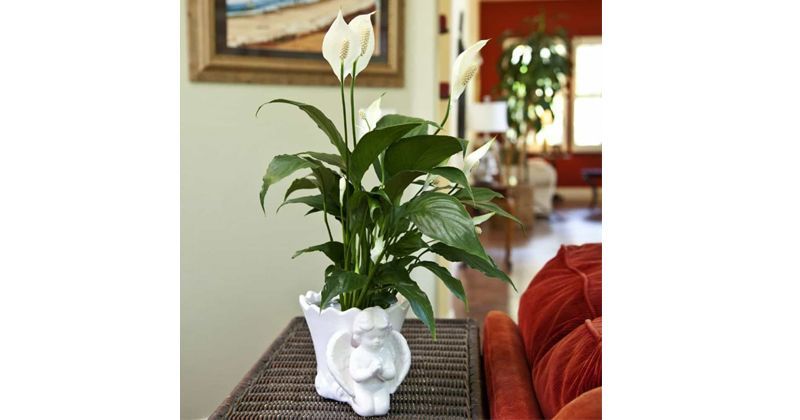 1. Peace lily tetap dapat berbunga meskipun dalam ruangan