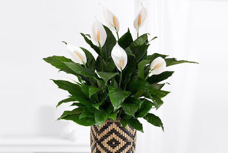 4. Peace lily