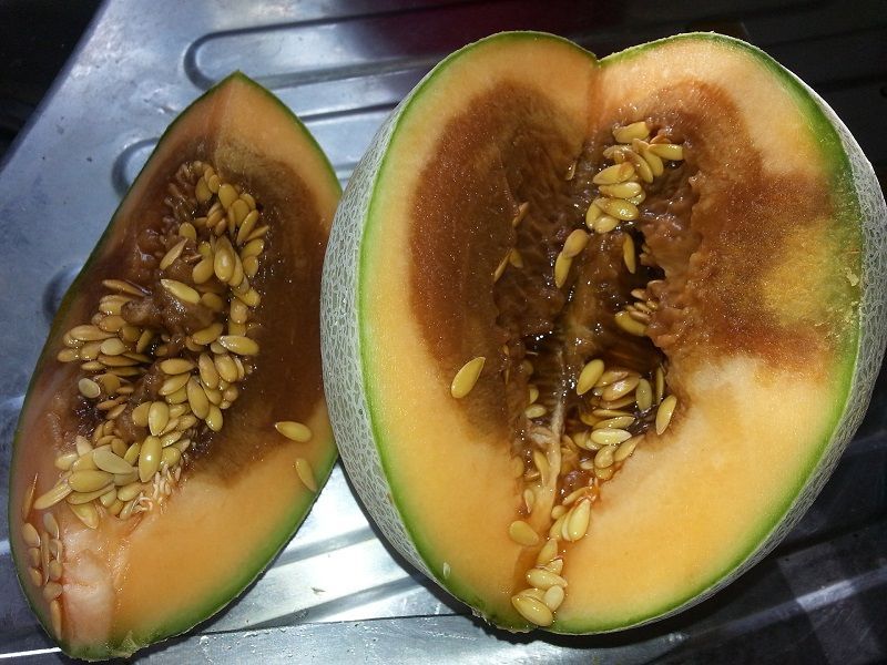 Ma, Sudah Tahu Tentang Bakteri Listeria Rock Melon Ini Mematikan