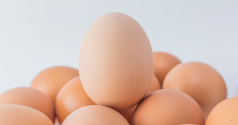 Penjelasan drh. Henny R Hutomo tentang telur sehat aman dikonsumsi