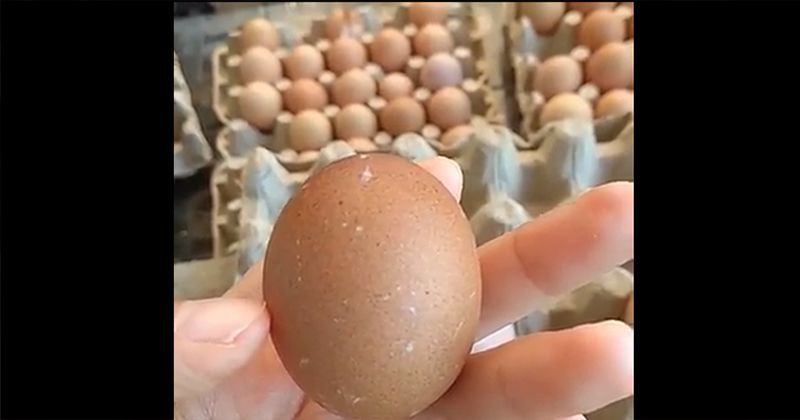 3. Ciri telur dari ayam petelur baru