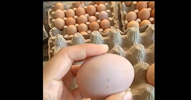 1. Ciri telur bercangkang putih