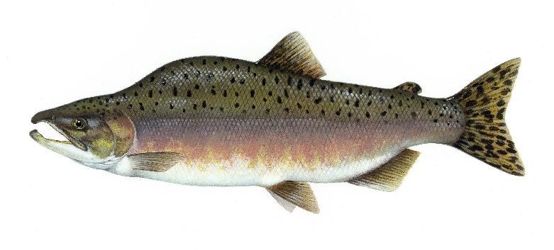 5. Ikan salmon