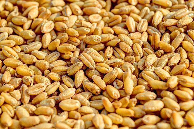 10. Biji gandum merupakan sumber protein baik