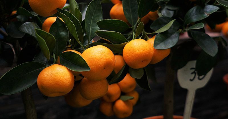 6. Kulit jeruk kering sebagai pewangi alami