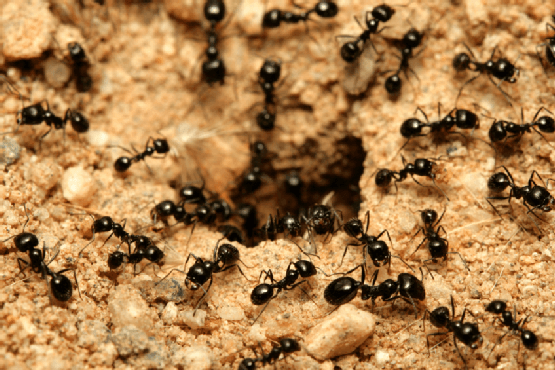 1. Pahami koloni semut ratunya