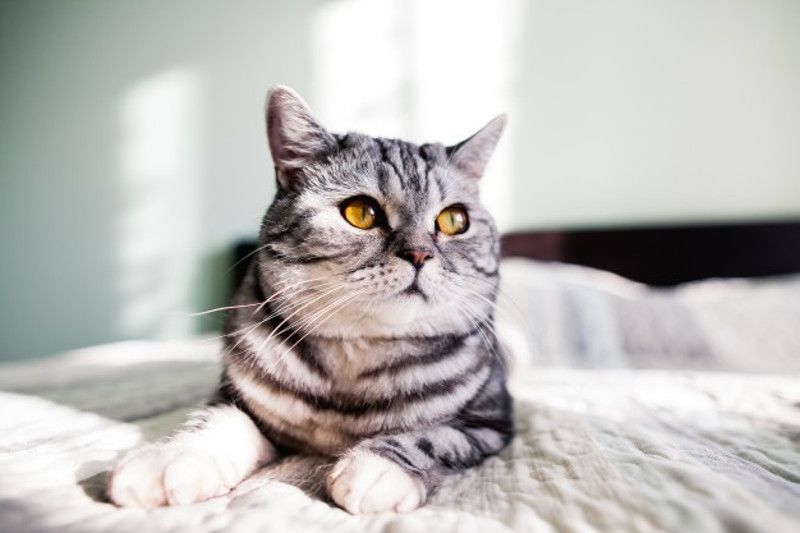 Risiko Penularan Toksoplasma Bukan Ha dari Kucing