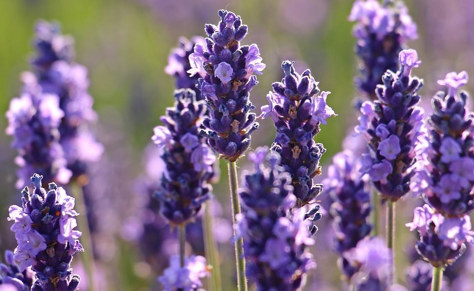 1. Lavender, si ungu aroma menenangkan