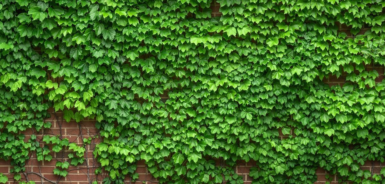 4. Ivy (Hedera helix) cocok tembok rumah halaman depan