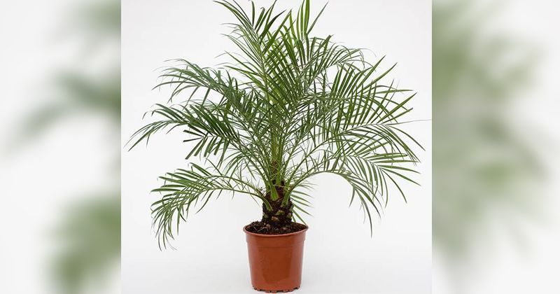 1. Dwarf date palm