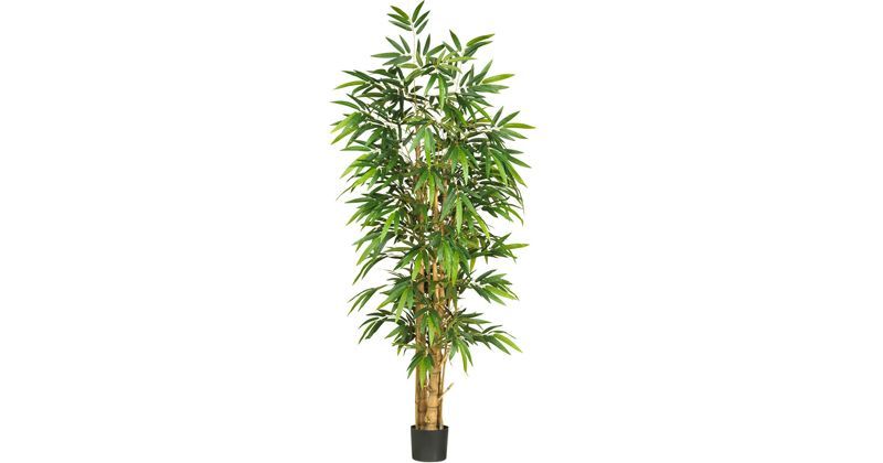 3. Bamboo palm