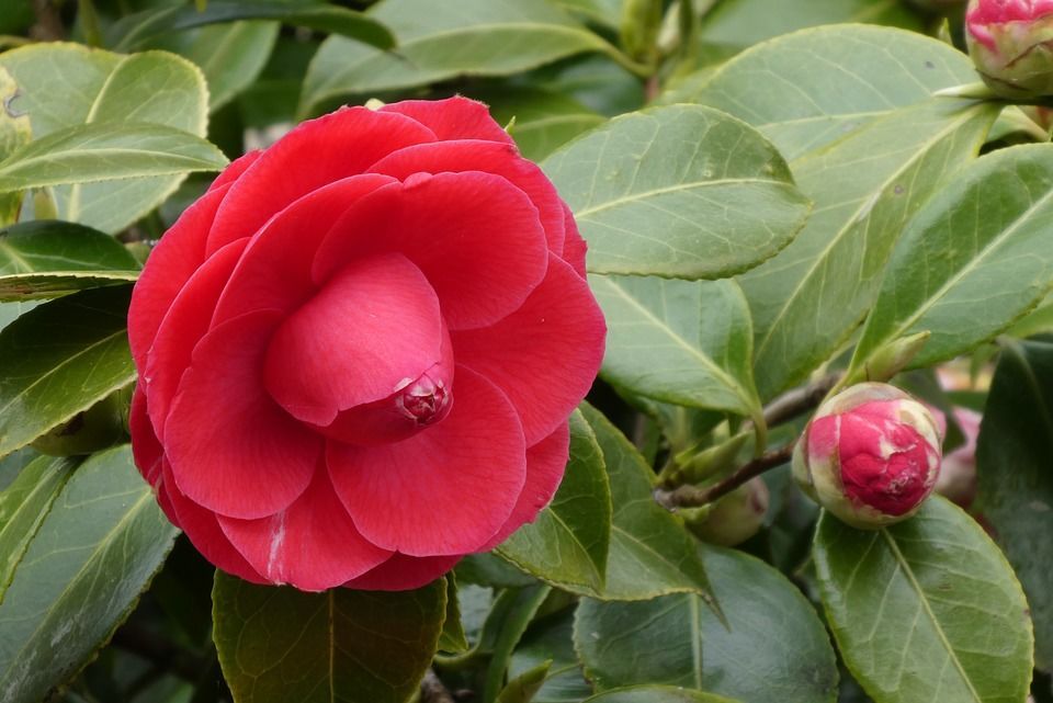 4. Camellia