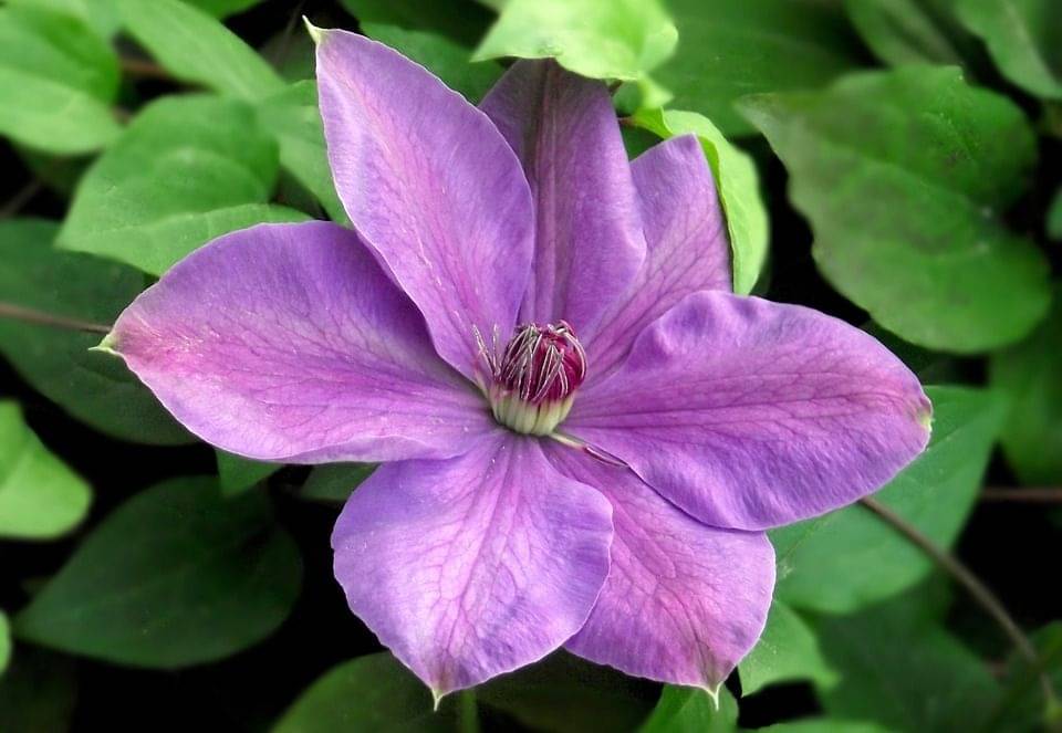 5. Clematis