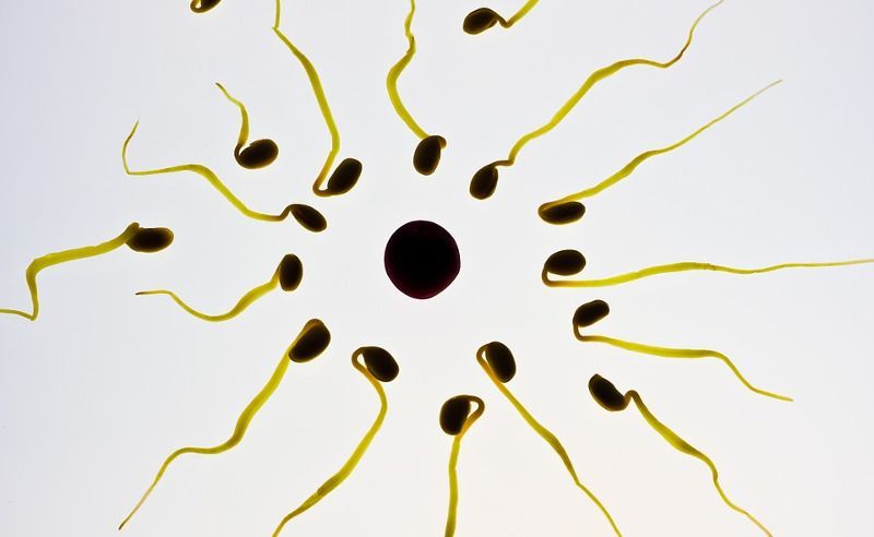 3. Mengenal sperma ‘laki-laki ‘perempuan’