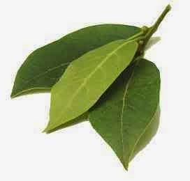 2. Aroma daun salam dianggap ampuh mengusir kecoak