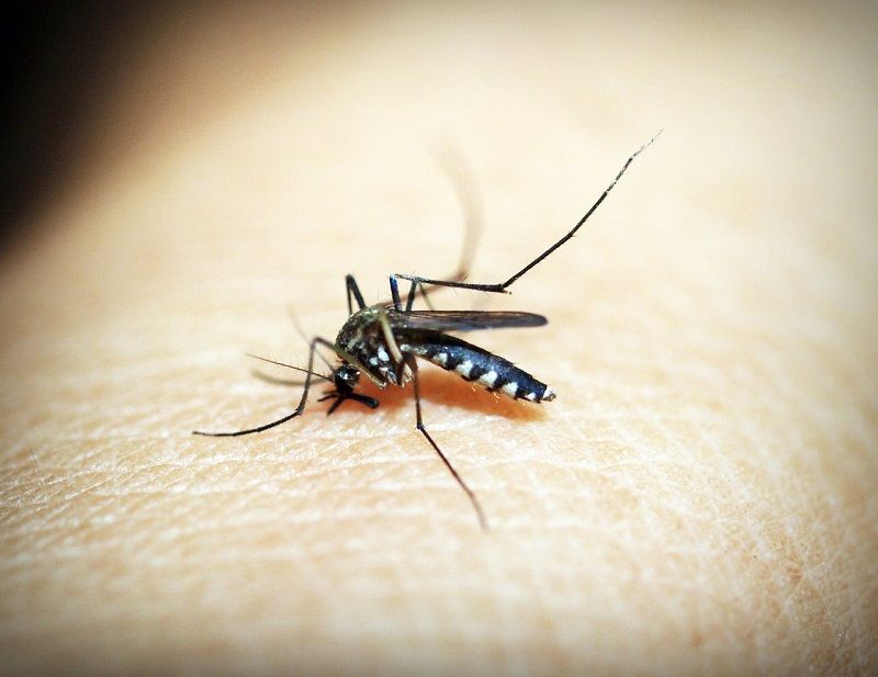 7. Malaria