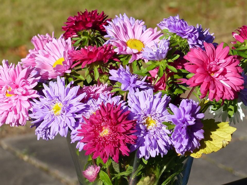 4. Aster