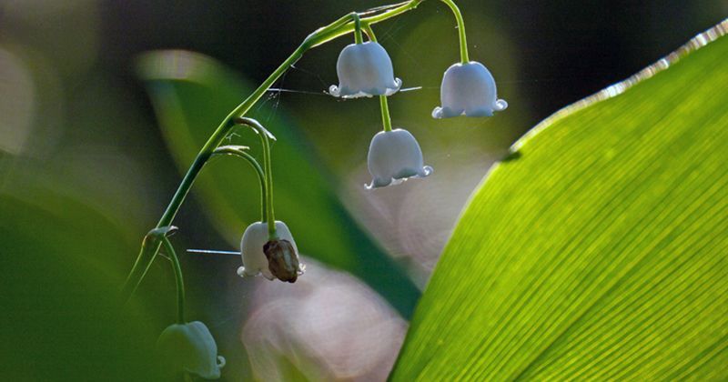 5. Mei Lily of the valley