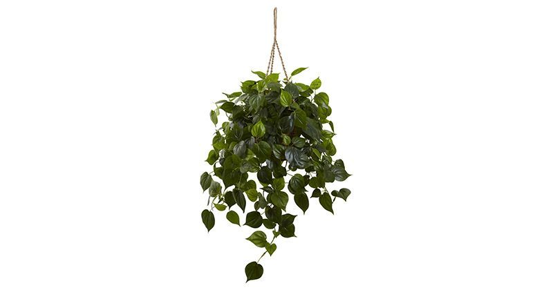 4. Philodendron