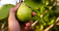 5. Jus jambu biji
