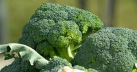 Lezat Penuh Gizi, Ini dia 7 Manfaat Brokoli Anak