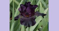 4. Old Black Magic Bearded Iris