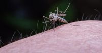 Musim DBD, Ini 6 Cara Mengusir Nyamuk dari Rumah