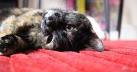 2. Mengatasi gigitan kucing
