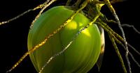 3. Air kelapa