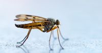1. Apa penyebab malaria
