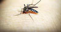 1. Bebaskan rumah dari nyamuk serangga