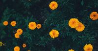 2. Marigold, bunga cantik dibenci nyamuk