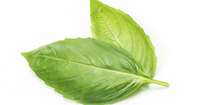 4. Daun jati