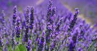 3. Lavender cocok dijadikan parfum sebelum tidur
