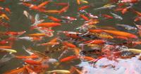 1. Meninggal akibat terpeleset kolam ikan
