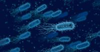 3. Mengenal bakteri listeria