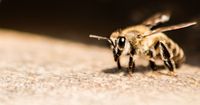 5. Mengobati sengatan lebah
