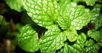 4. Daun mint dapat menetralkan asam lambung