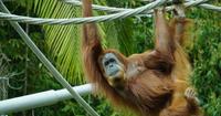 4. Orang utan