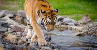 4. Perilaku harimau teritorial biasa menyendiri