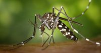 Apa itu Virus Zika