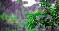 5 Cara Mencegah Penyakit saat Musim Hujan